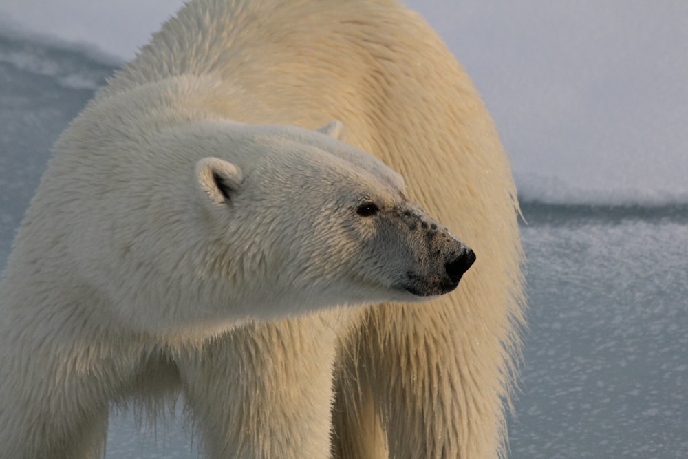 polar bear closeup photography