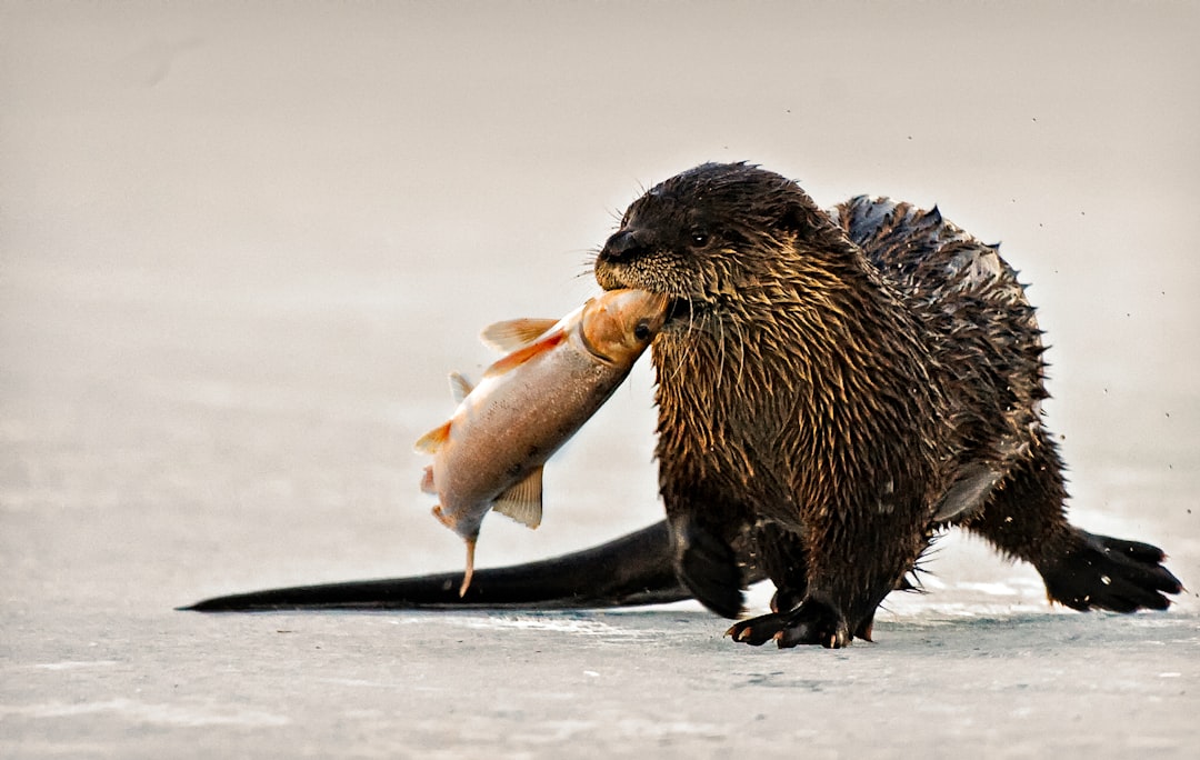 black beaver biting fish