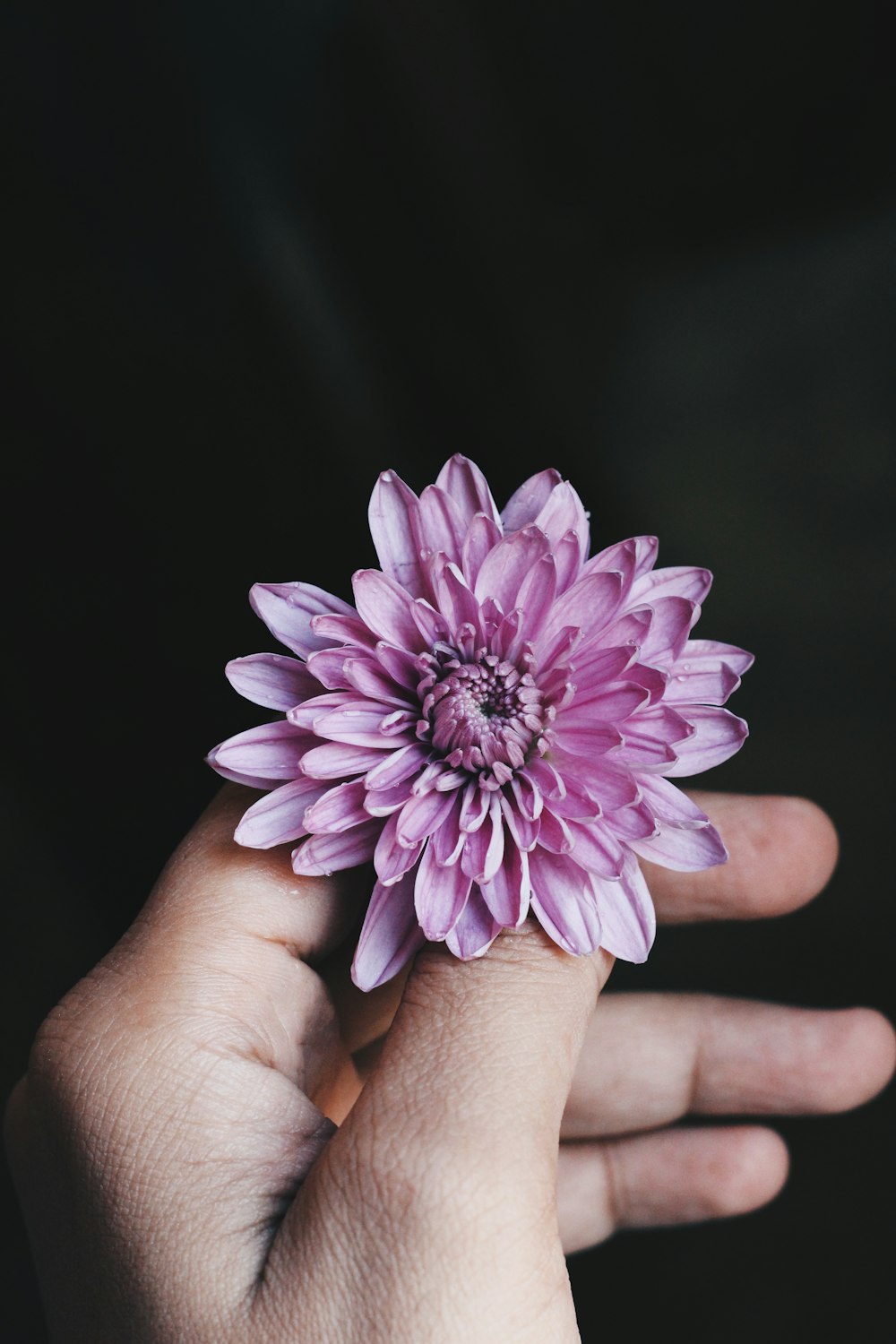 person holding flower