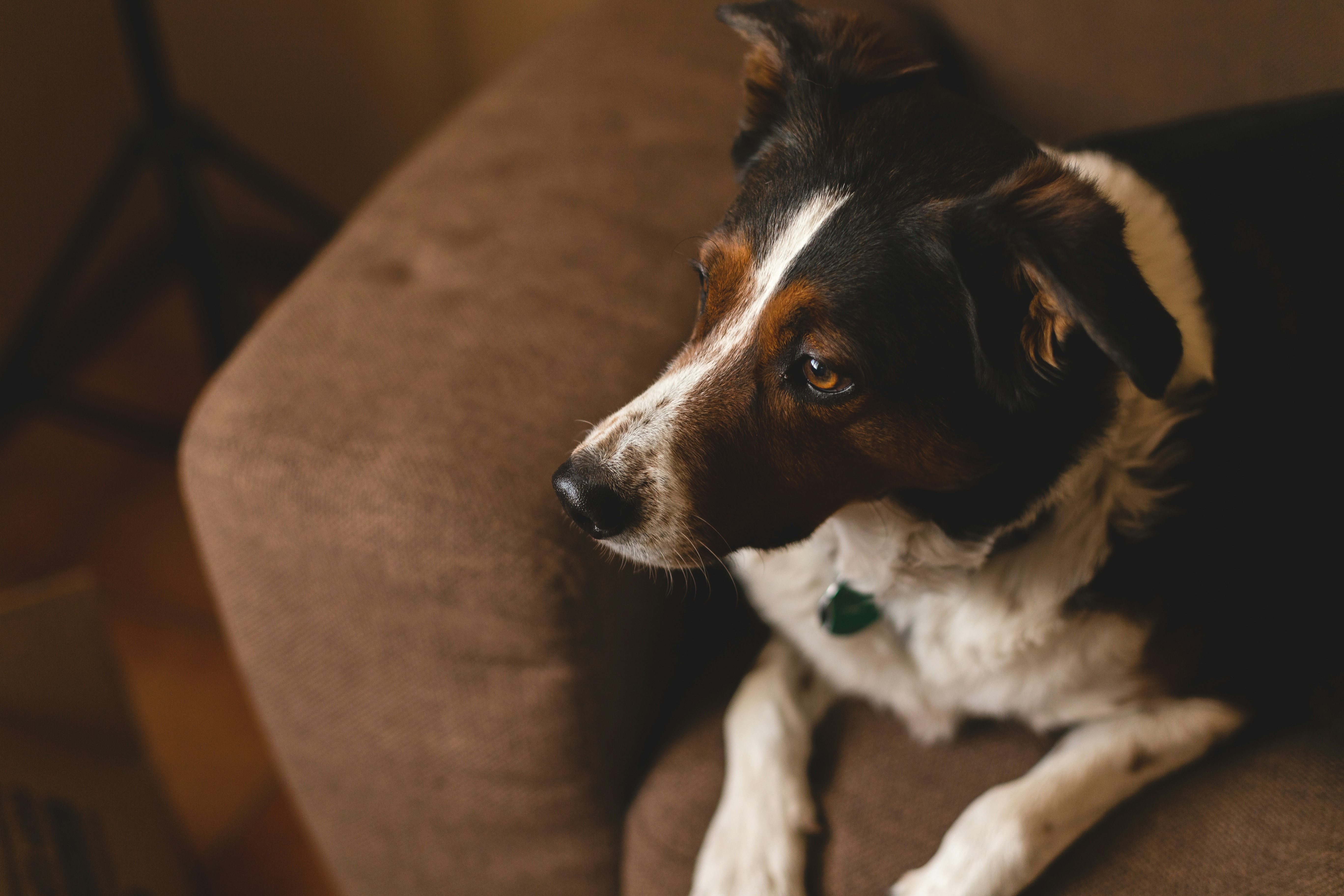 short-coated white and black dog on sofa