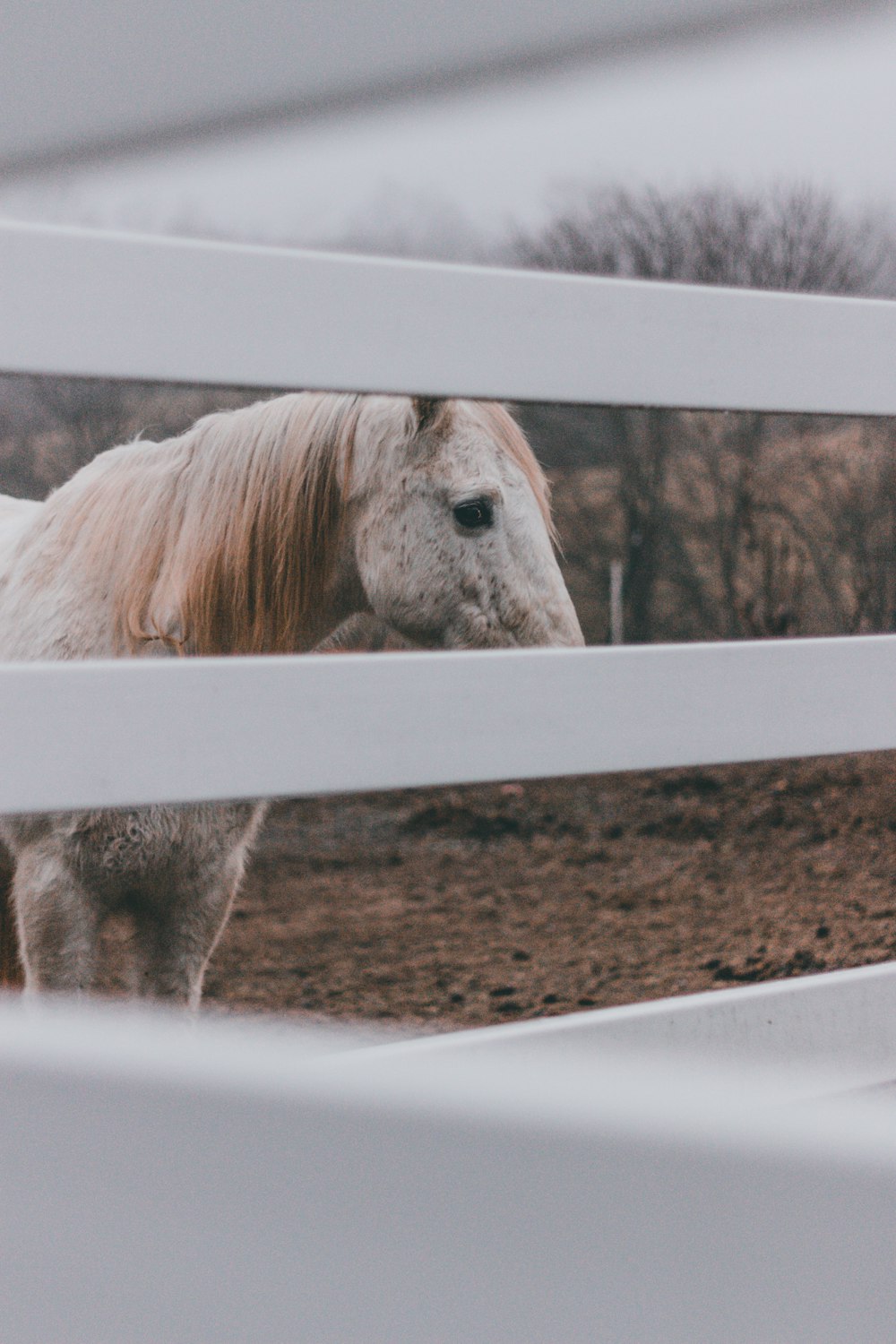 柵の近くの白い馬