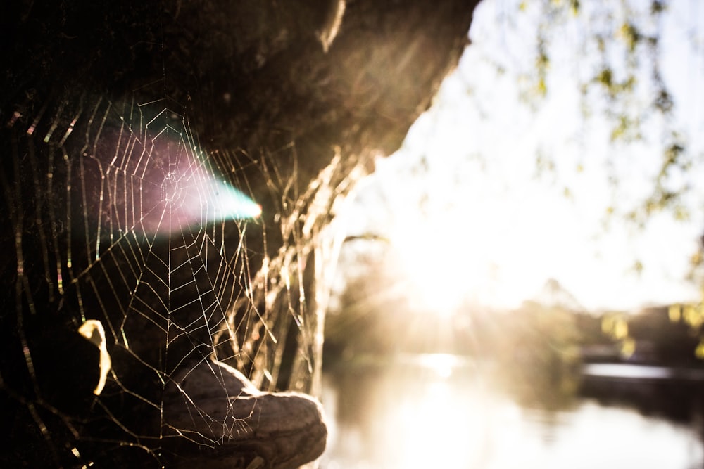 focus photography of spider web