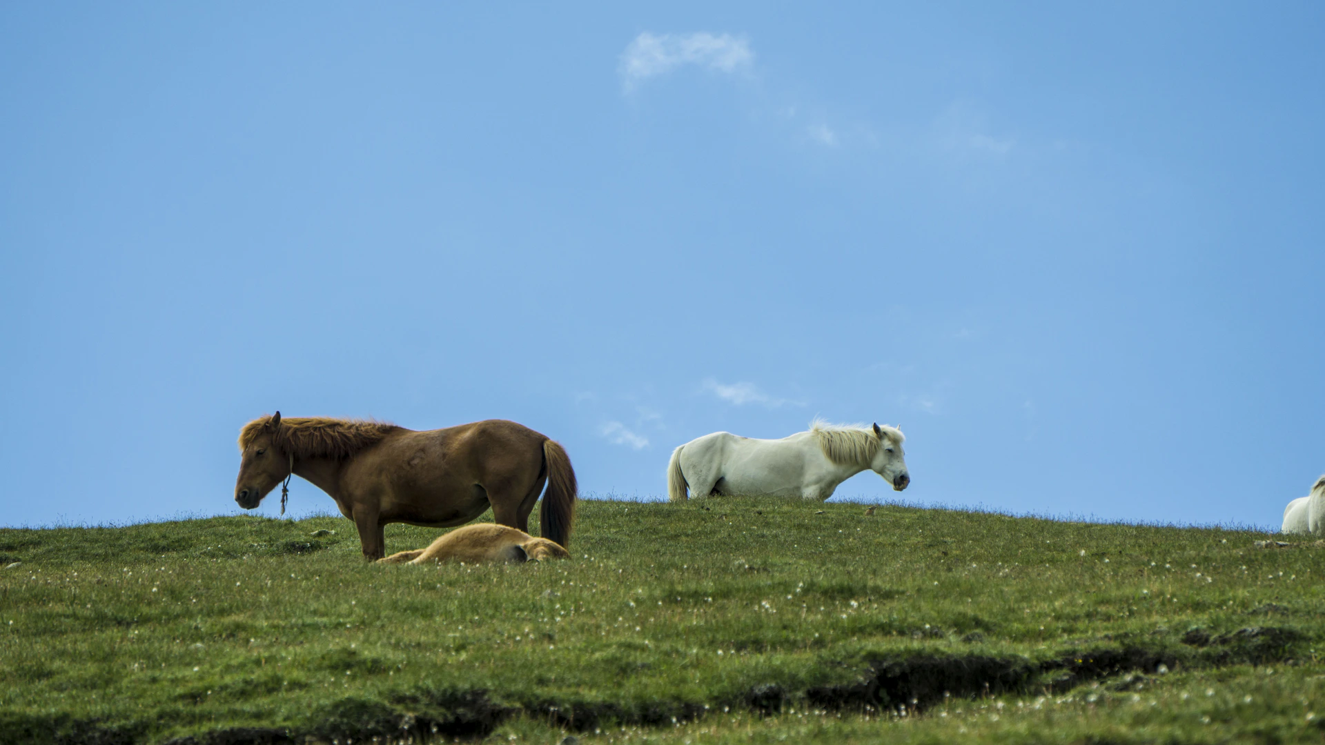 black and white bed linen