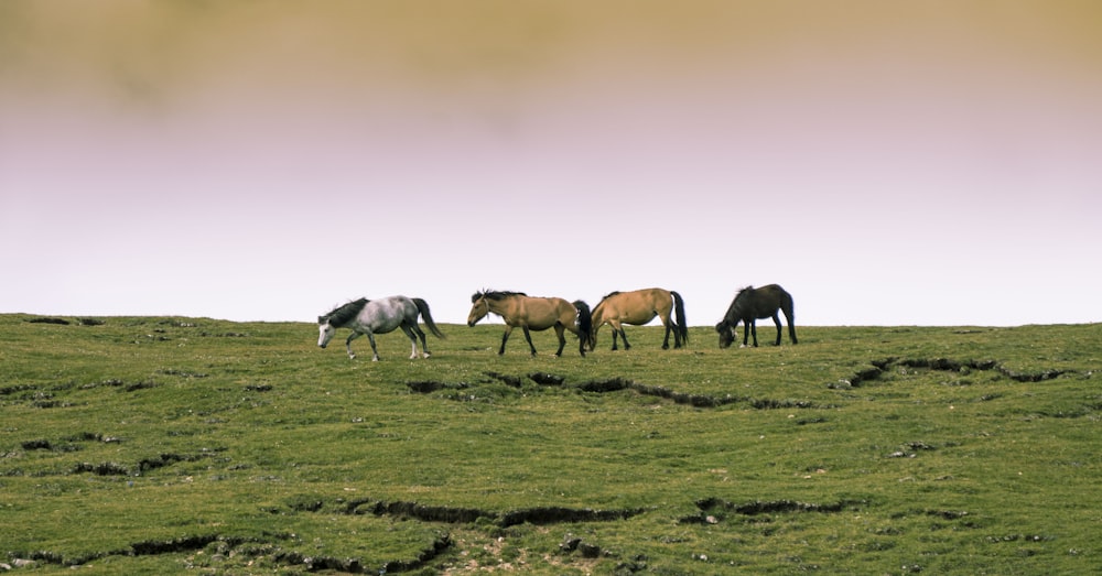 Cuatro caballos en campo abierto durante el día