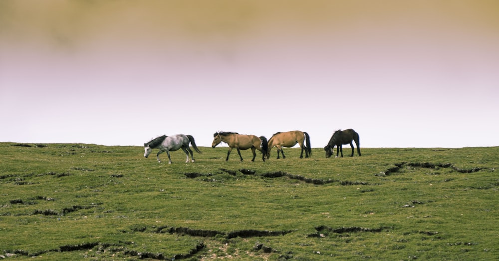 four horses in an open field at daytime