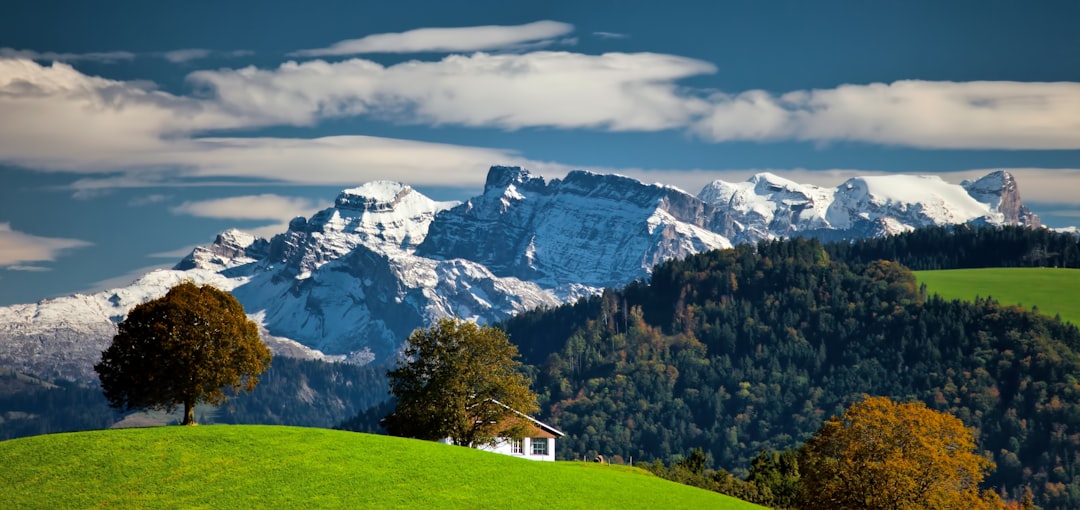 trees near mountain