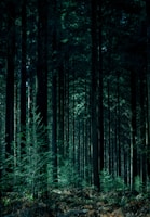 landscape photography of forest