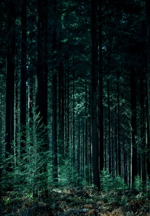 landscape photography of forest