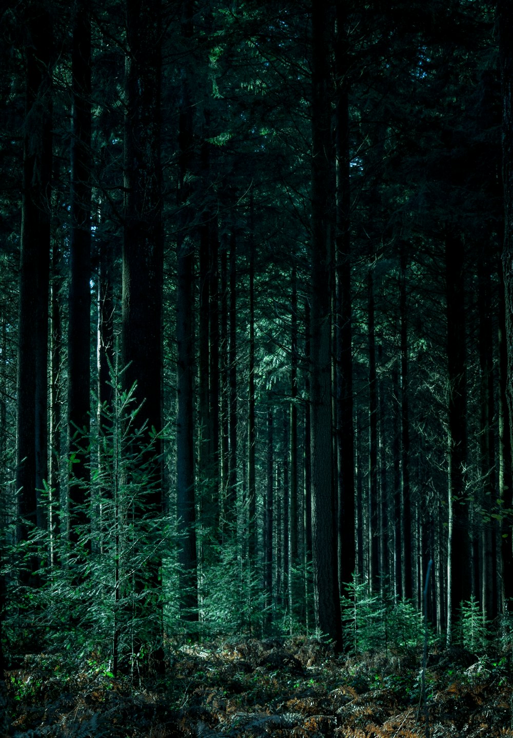 Fotografía de paisaje de bosque