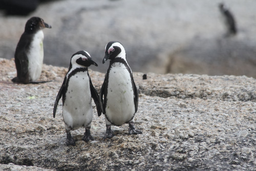 zwei Pinguine stehend