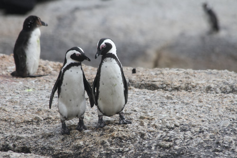 立っている2羽のペンギン