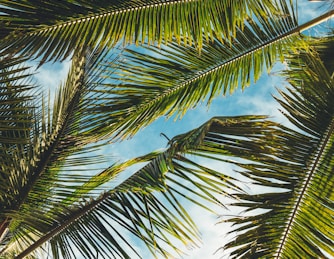 coconut tree leaves under blue sky during daytime