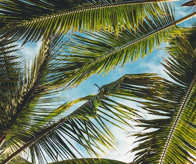 coconut tree leaves under blue sky during daytime