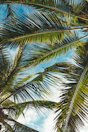 coconut tree leaves under blue sky during daytime