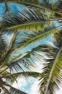 coconut tree leaves under blue sky during daytime