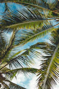 coconut tree leaves under blue sky during daytime