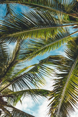 coconut tree leaves under blue sky during daytime