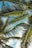 coconut tree leaves under blue sky during daytime