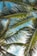 coconut tree leaves under blue sky during daytime
