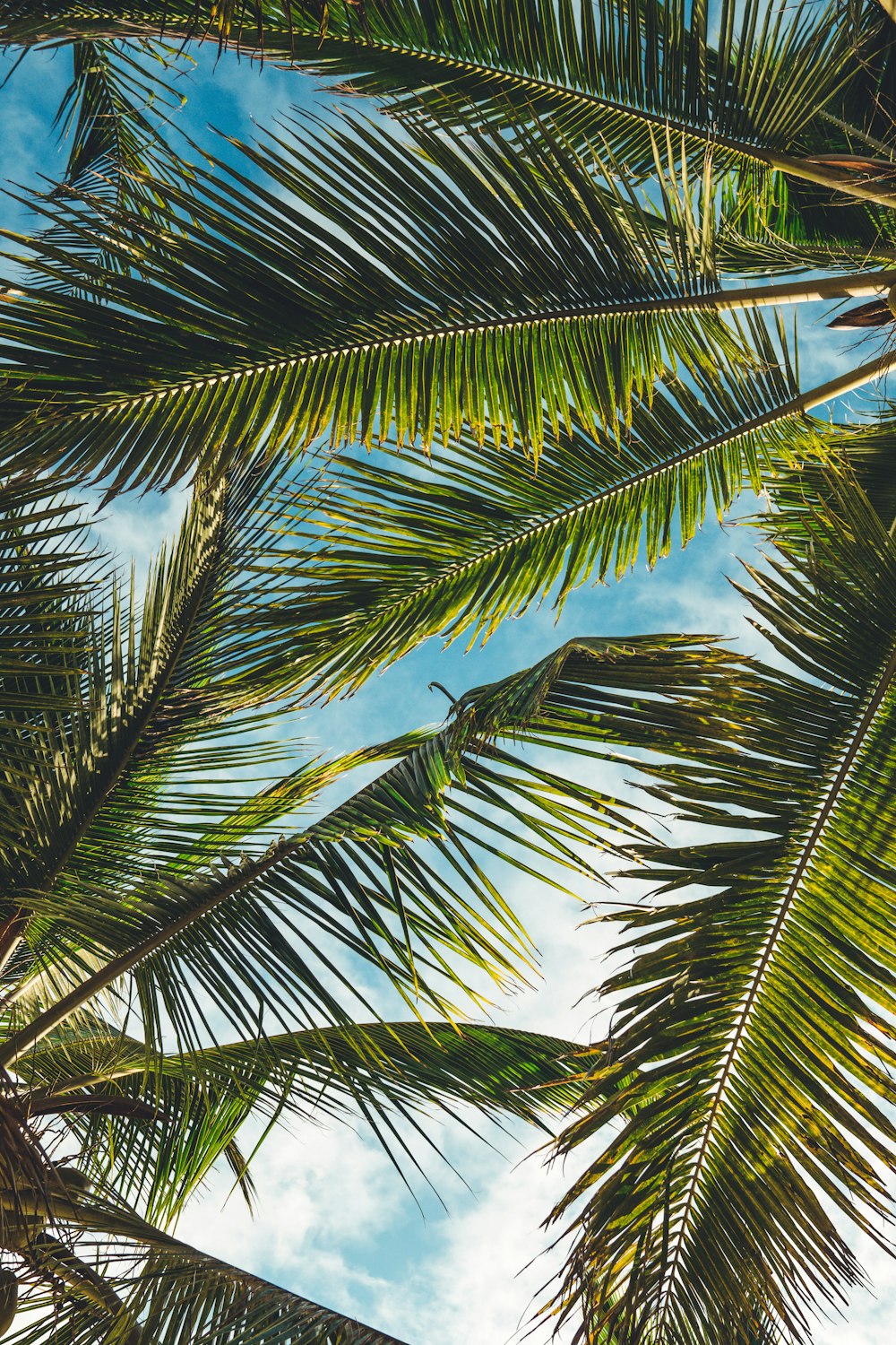 Kokospalmenblätter tagsüber unter blauem Himmel