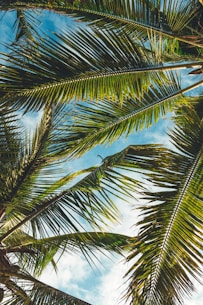 coconut tree leaves under blue sky during daytime
