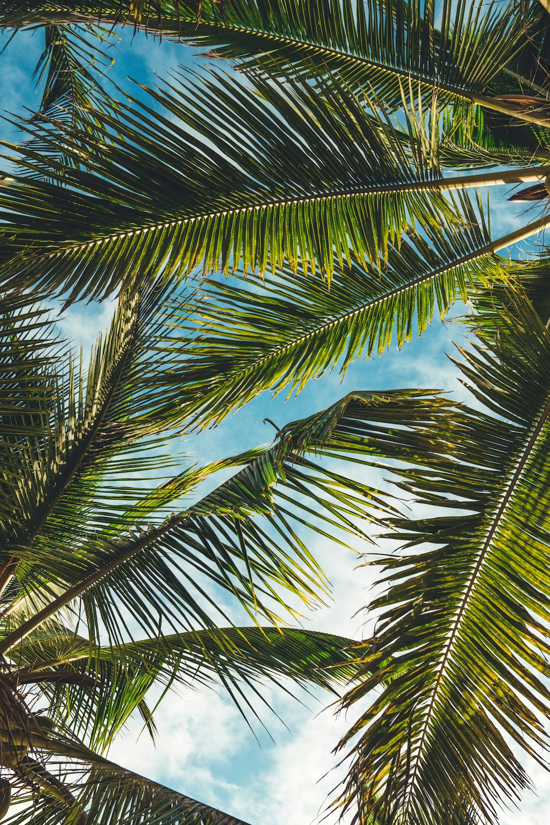 20-palm-tree-pictures-hd-download-free-images-on-unsplash