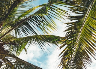 coconut tree leaves under blue sky during daytime