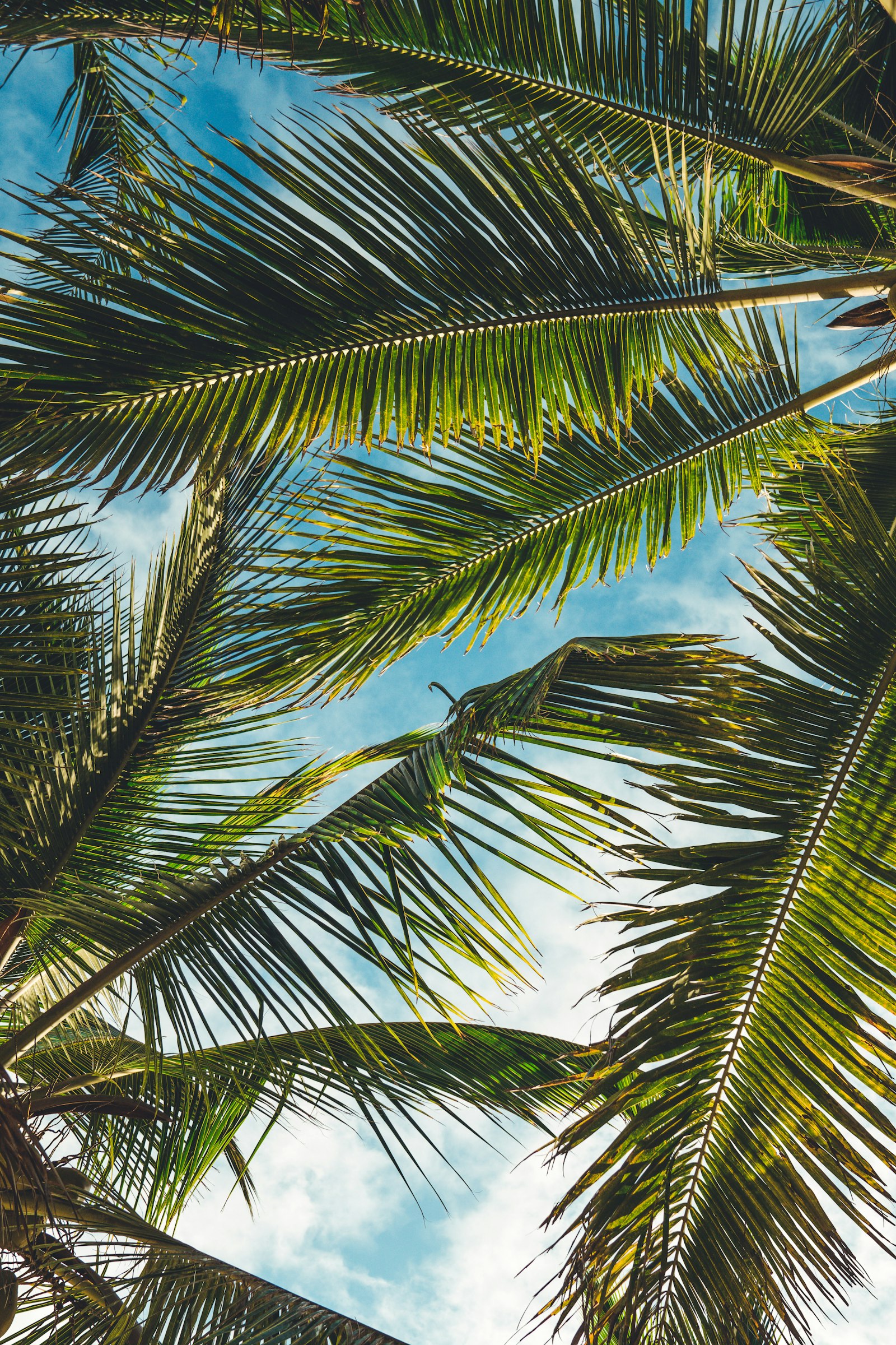 Sony a6500 + Sony FE 24-70mm F2.8 GM sample photo. Coconut tree leaves under photography