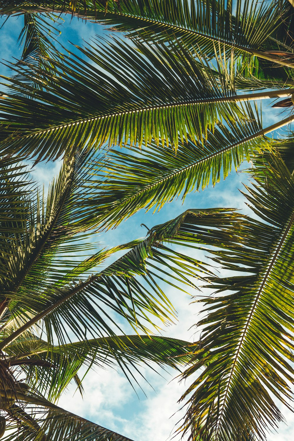 coconut tree leaves under blue sky during daytime