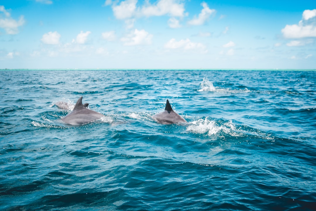 dolphins in the ocean