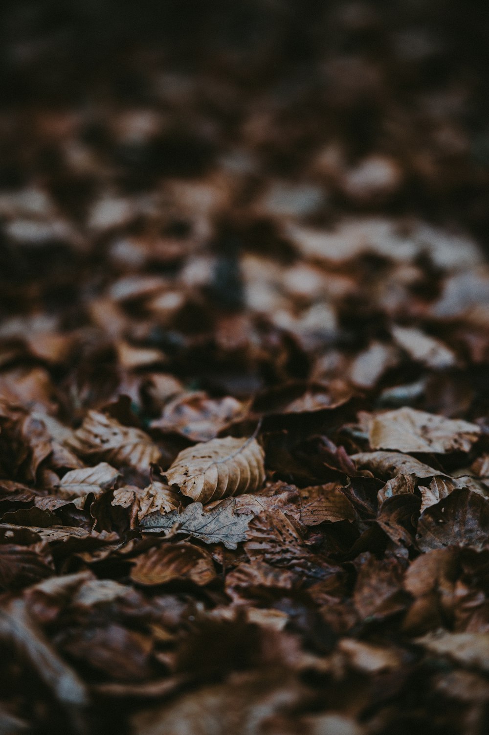 dried leaves