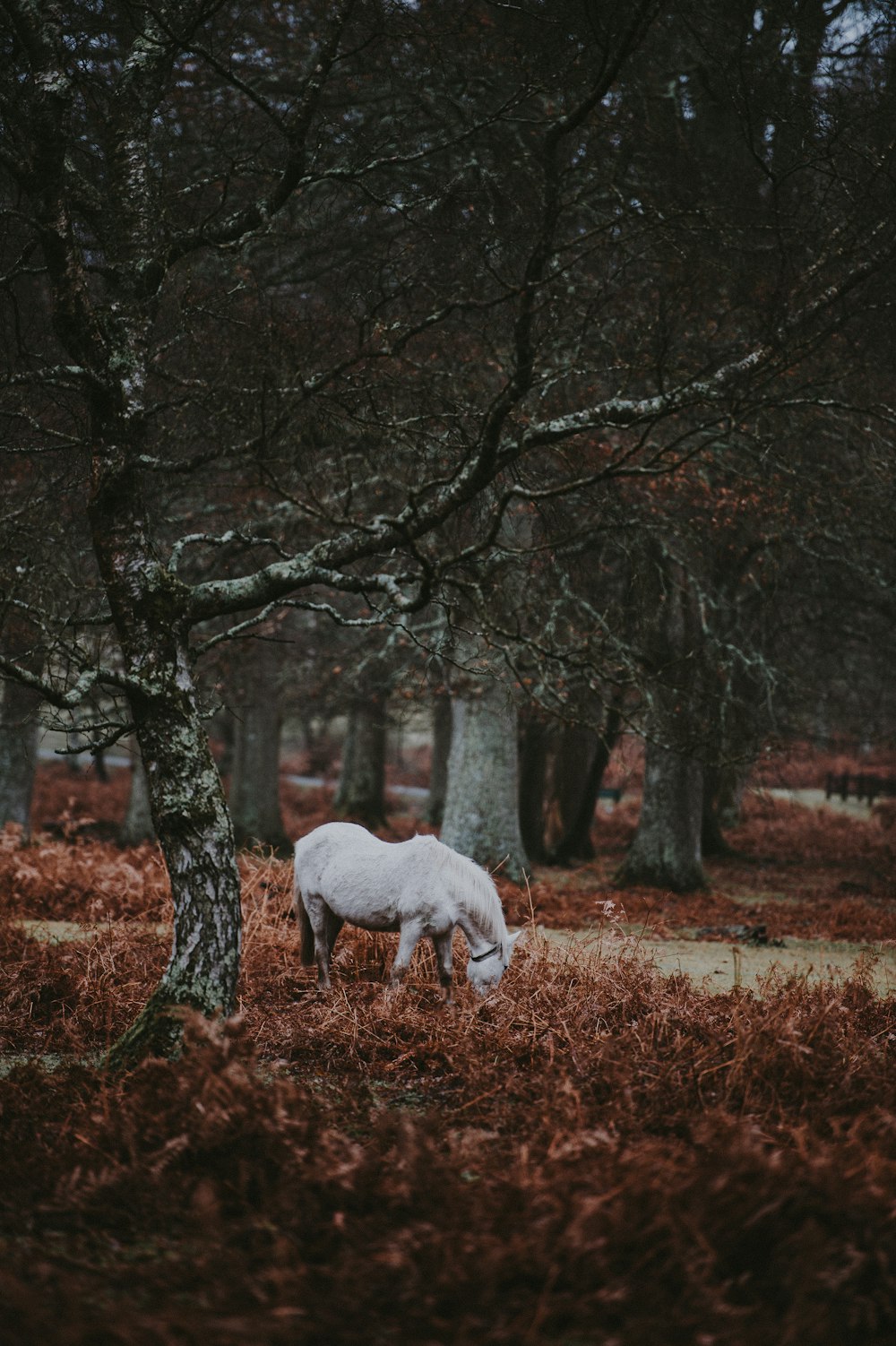 cavalo branco ao lado da árvore nua