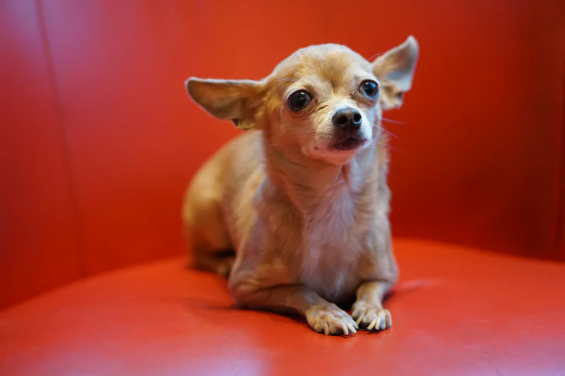 Chihuahua Korkuya Dayalı Savunma Davranışı ve Aşırı Havlama Kontrolü eğitimi