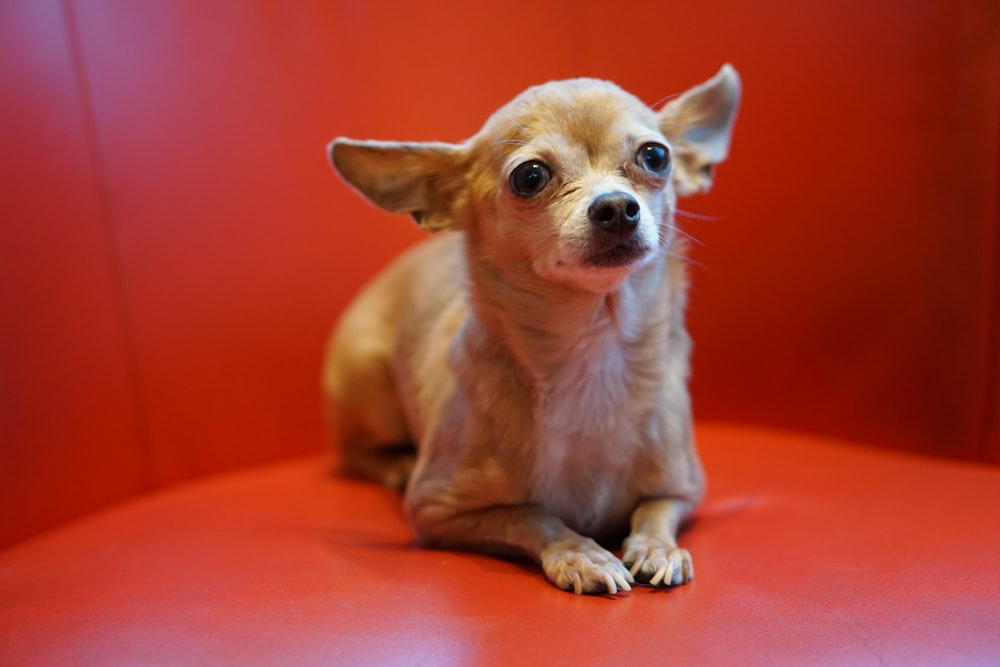 brown short-coated small sized dog prawn lying