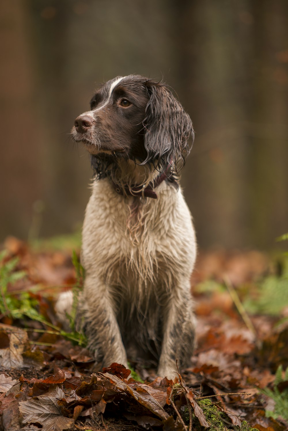 cão branco e preto de pelo curto em folhas marrons