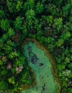 Aerial view of a dense forest surrounding a green-hued pond. The pond is covered with small patches of algae or duckweed, creating a textured surface. The surrounding trees are lush and vibrant, predominantly in various shades of green.