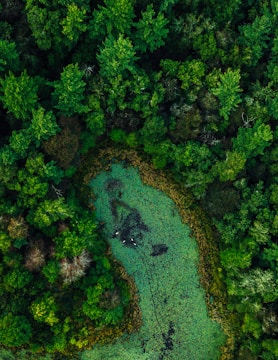 Aerial view of a dense forest surrounding a green-hued pond. The pond is covered with small patches of algae or duckweed, creating a textured surface. The surrounding trees are lush and vibrant, predominantly in various shades of green.