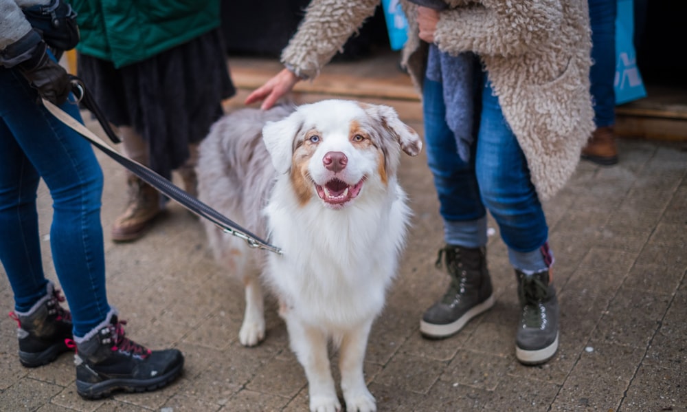 adult white and brown Australian shepherd in between persons