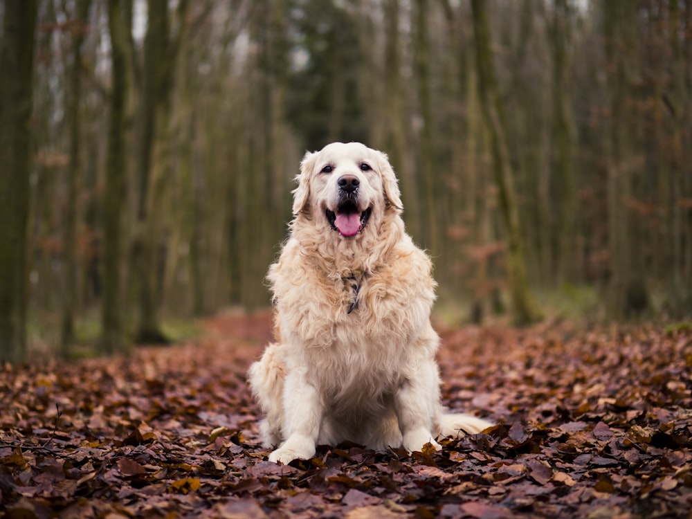 long-coated tan dog standing on brown leaves lot