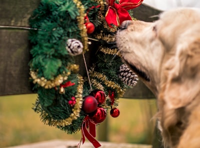 dog smelling garland wreath tinsel teams background