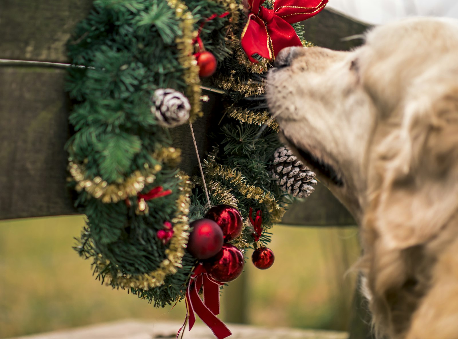 Panasonic Leica DG Nocticron 42.5mm F1.2 ASPH OIS sample photo. Dog smelling garland wreath photography