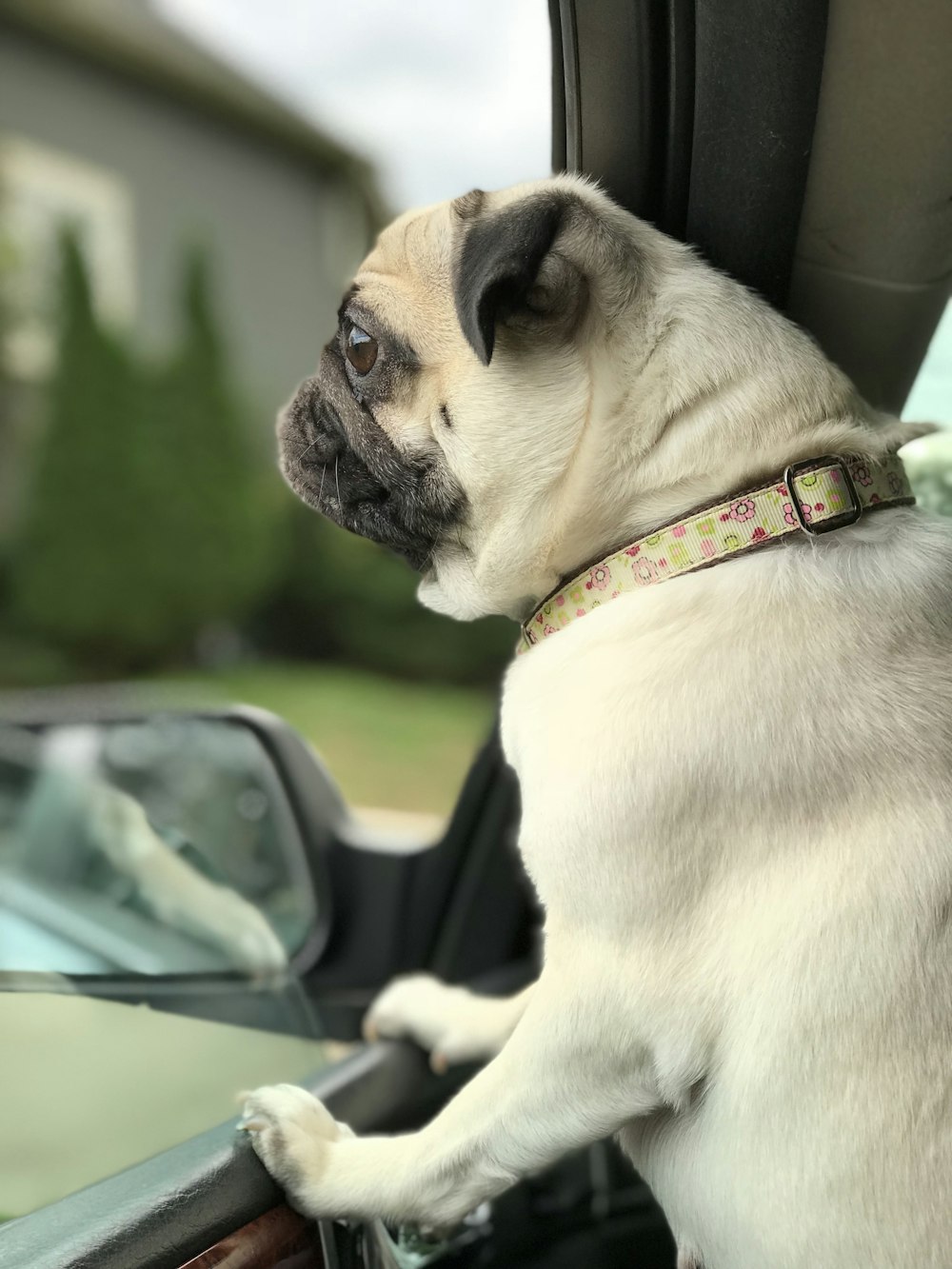 tan puppy inside car