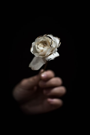 person holding white rose