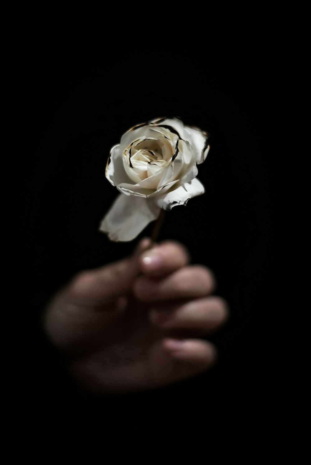 personne tenant une rose blanche