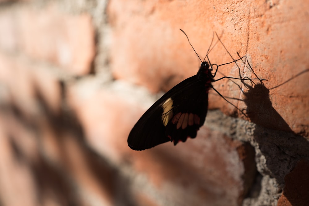 mariposa posada en la pared de ladrillo