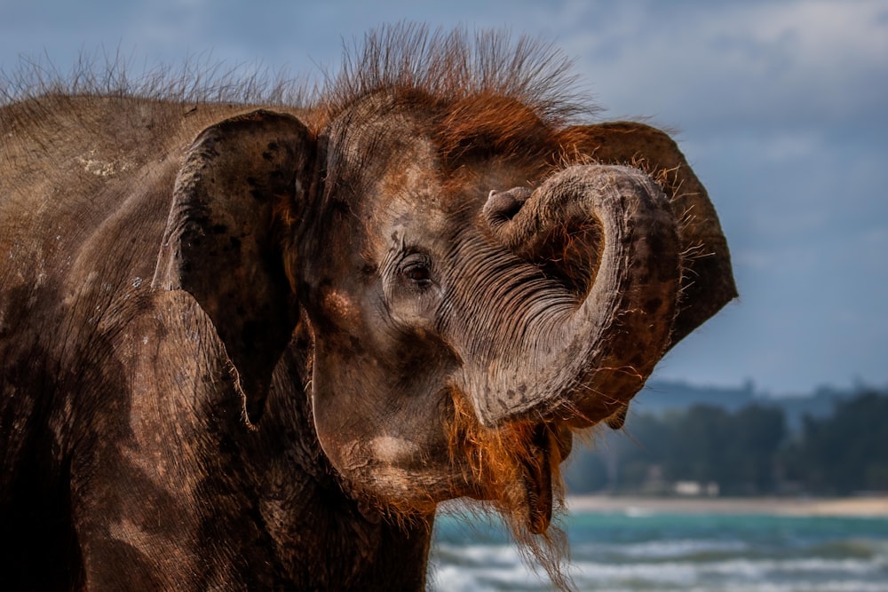 Brauner Elefant Nahaufnahme