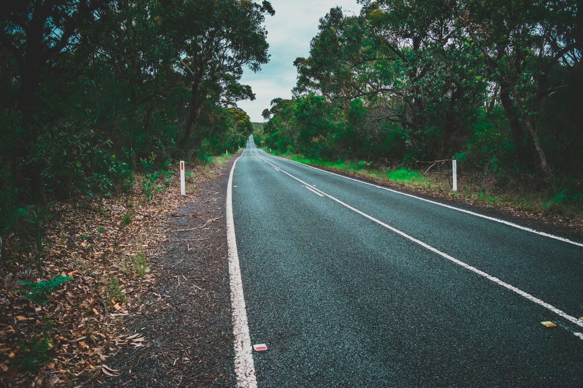 concrete road surrounded forest