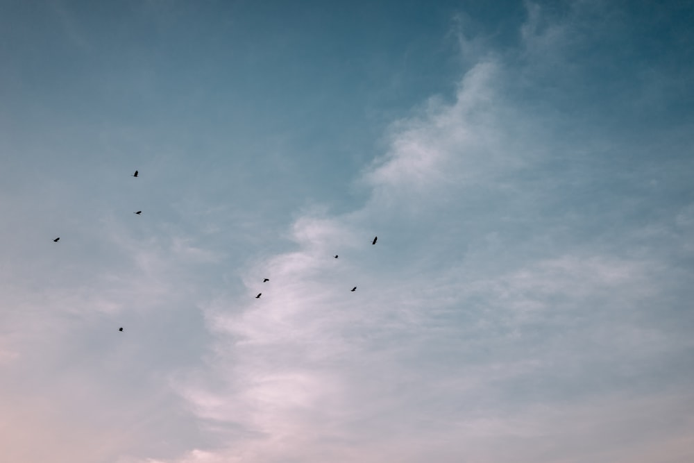 flock of birds flying over the clouds