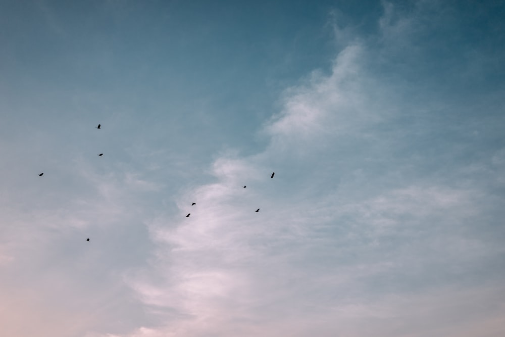bandada de pájaros volando sobre las nubes