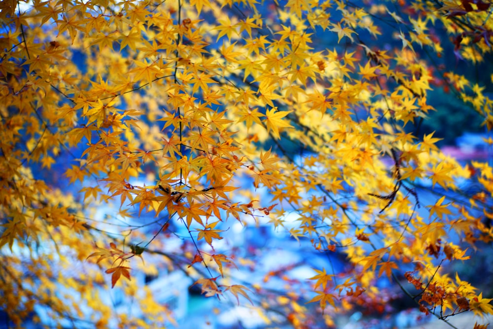 Foto mit flachem Fokus von gelben Blättern